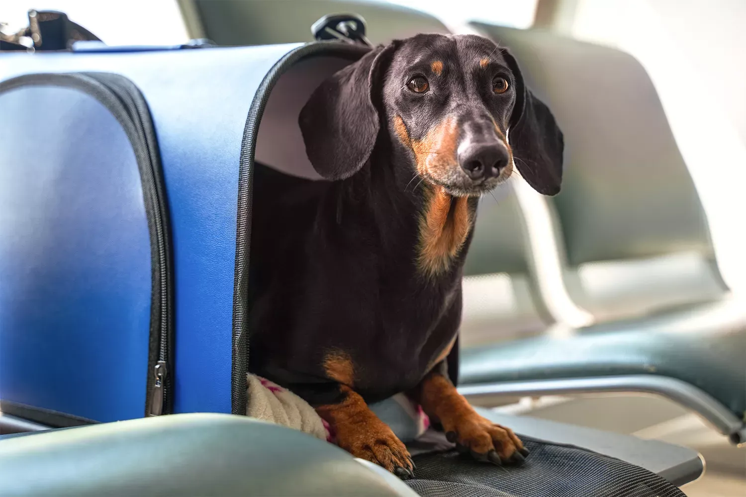 Flying With Pets? Read This Guide Before You Book Your Next Trip