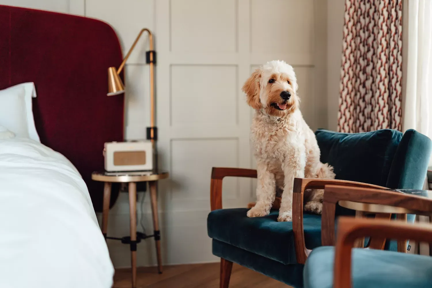 The Best Dog-friendly Hotels in the U.S.