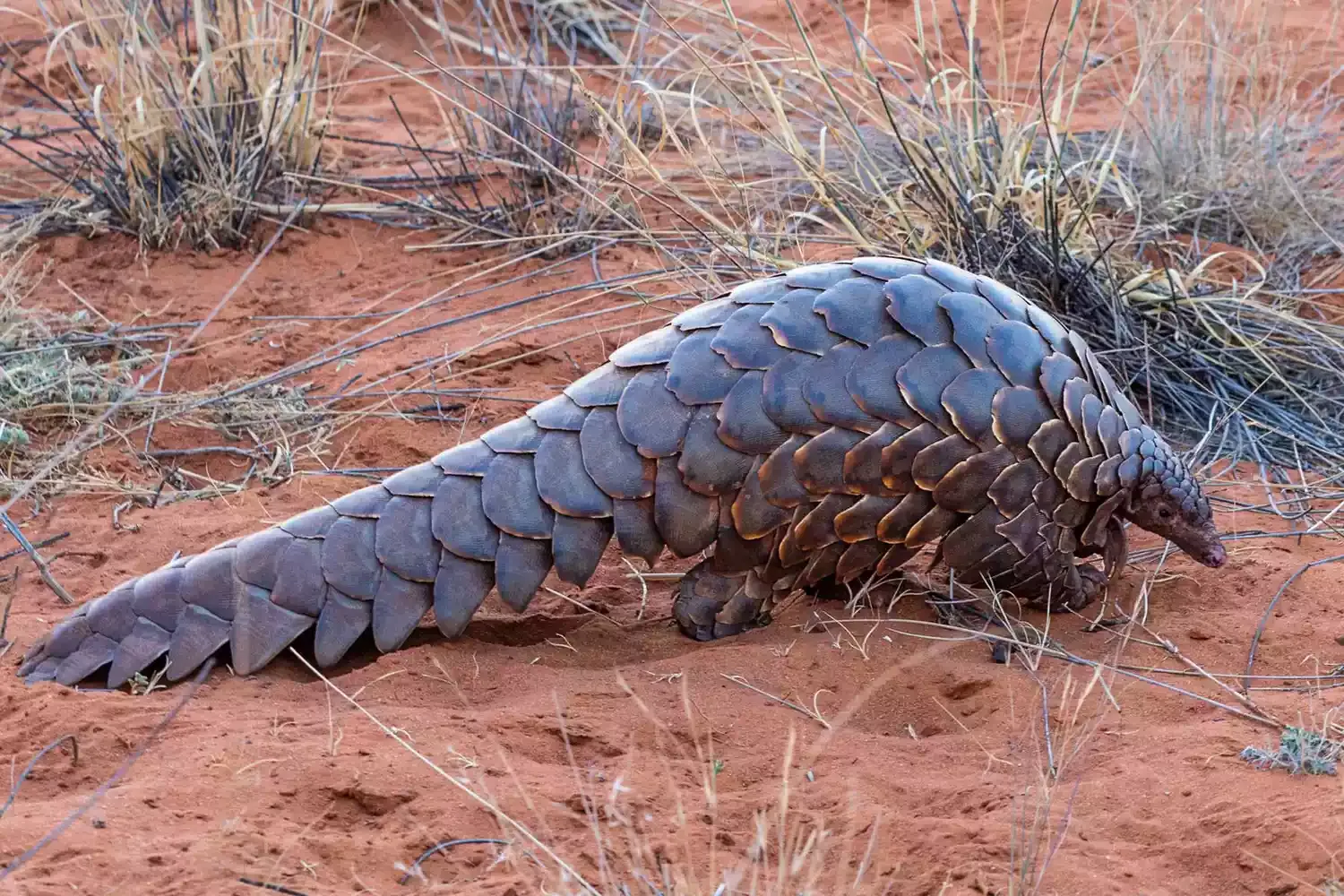 How Two Safari Destinations Are Helping the World Better Understand Pangolins