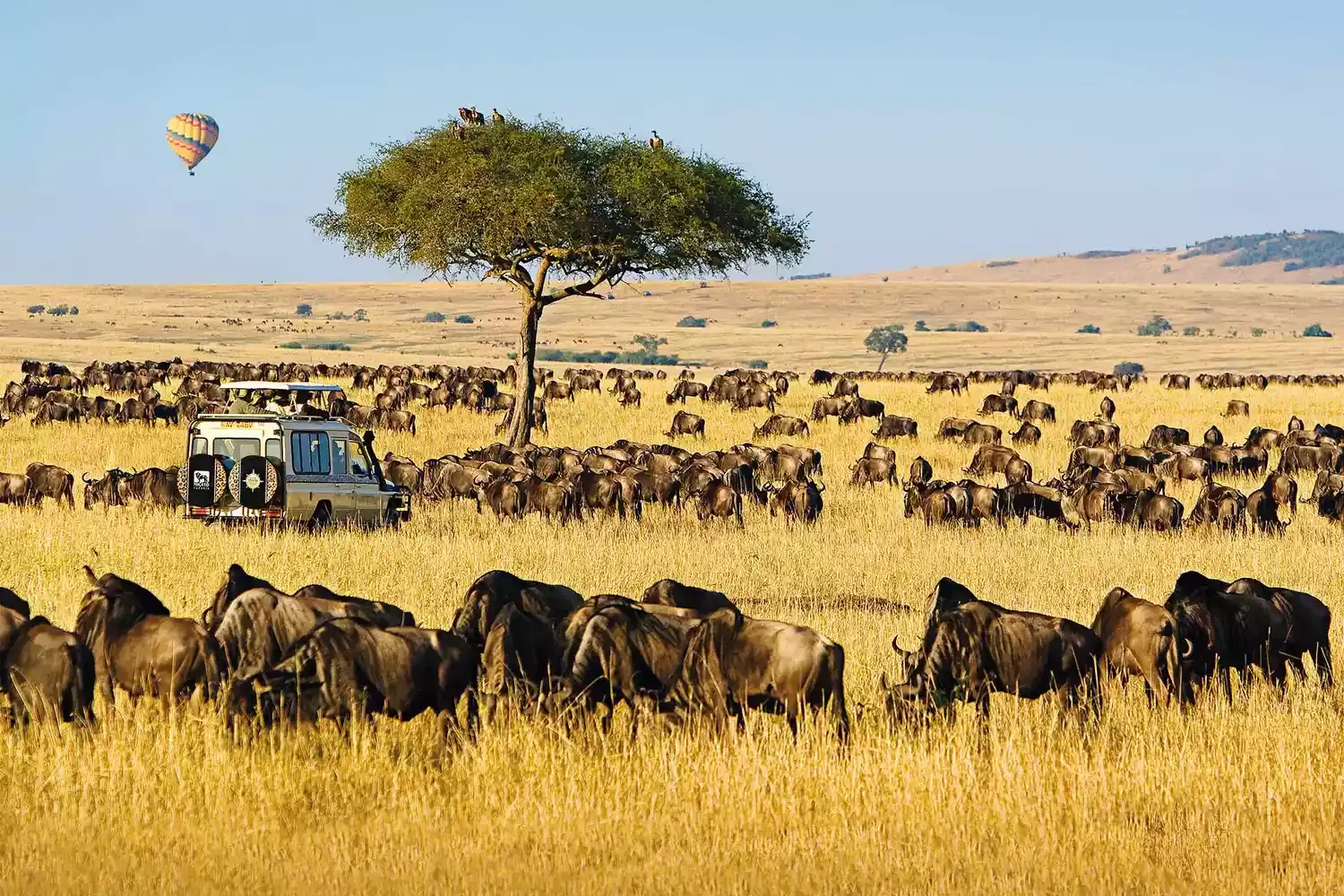 Our Readers' Favorite 10 African Safari Tours in 2021