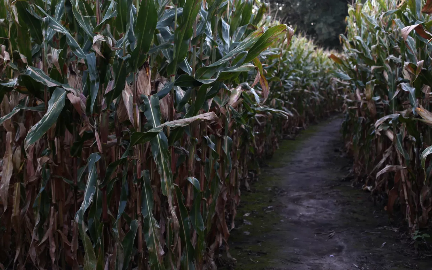 The Country's Creepiest Haunted Corn Mazes
