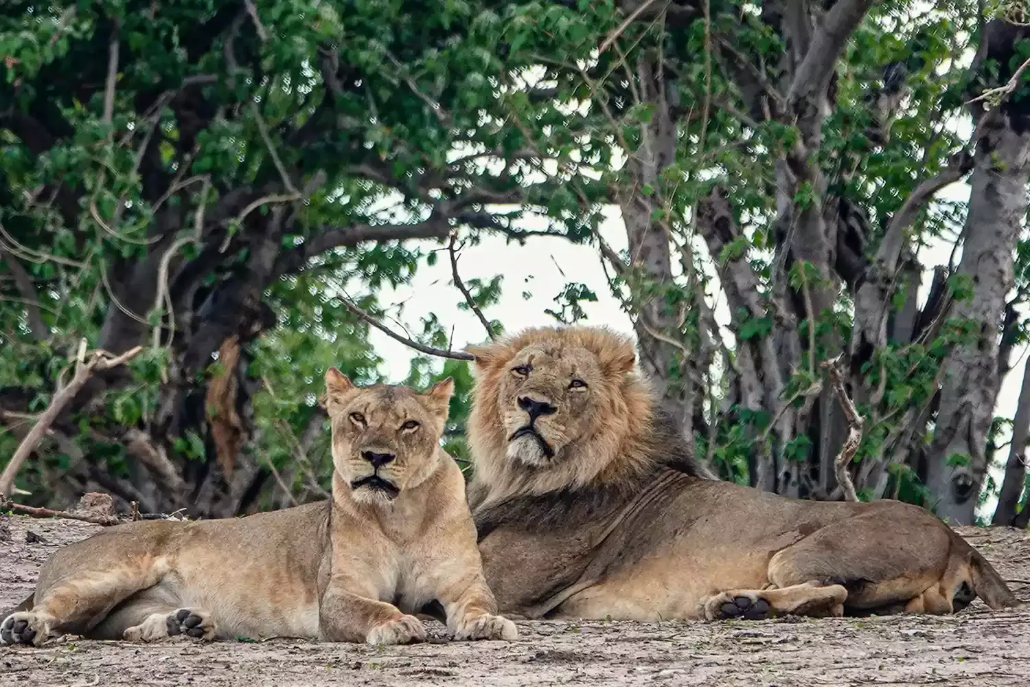 This Safari Company Has 9 All-inclusive Camps That Let You See the Best of Botswana by Foot, Boat, and Jeep