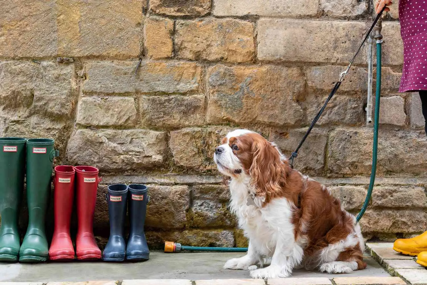 I Took My Dog on Our Family Vacation — and at These Hotels, You Can, Too