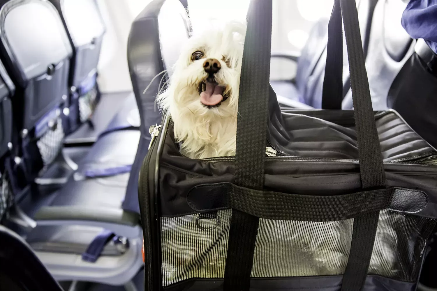 American Airlines Will No Longer Accept Emotional Support Animals on Flights