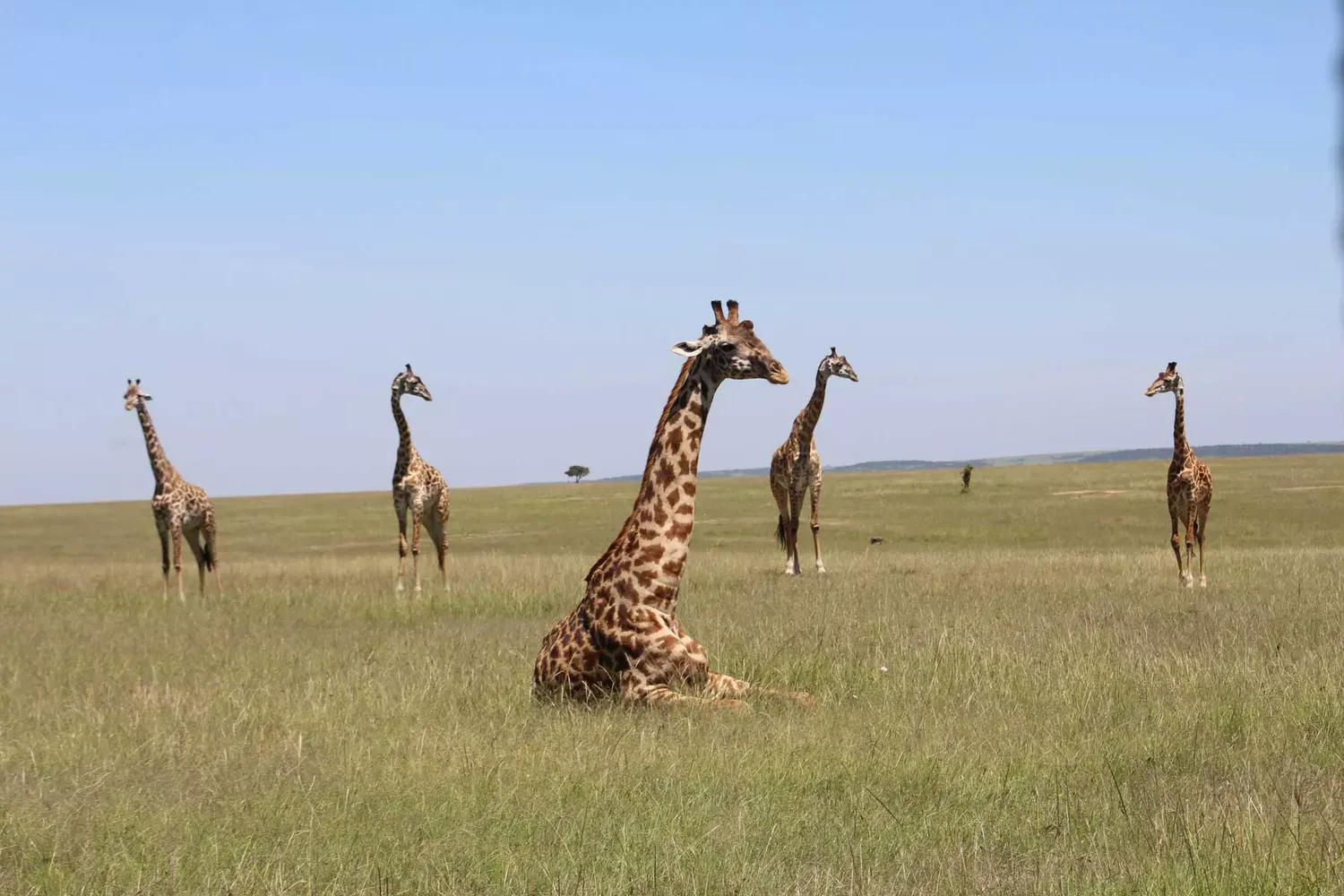 Our Readers' Favorite 10 Safari Outfitters in 2020