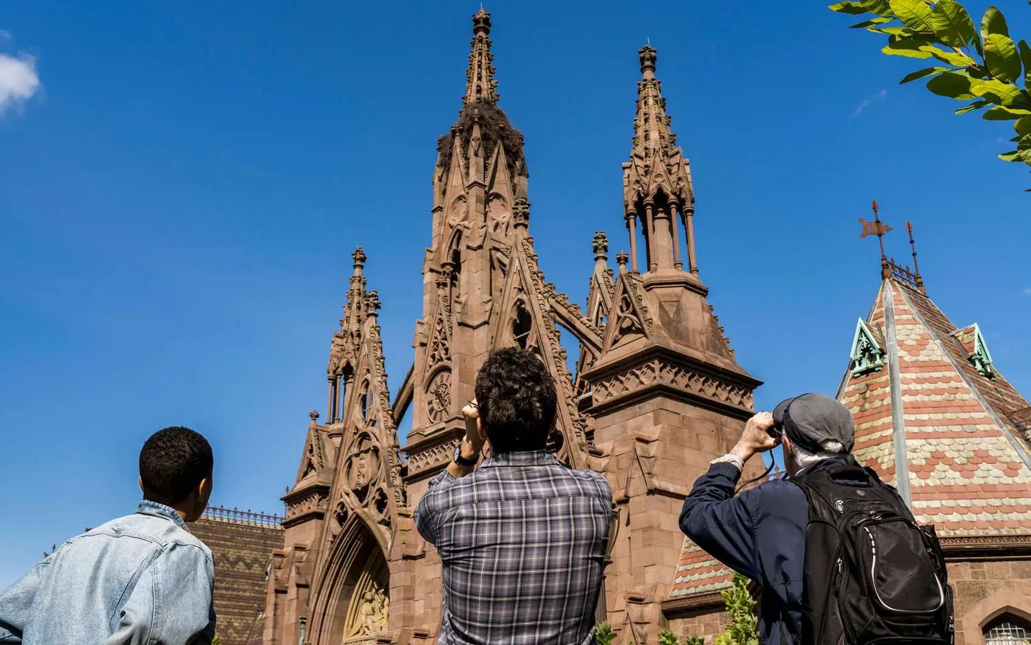 You Can Go on a Wild Parrot Safari in a Brooklyn Cemetery