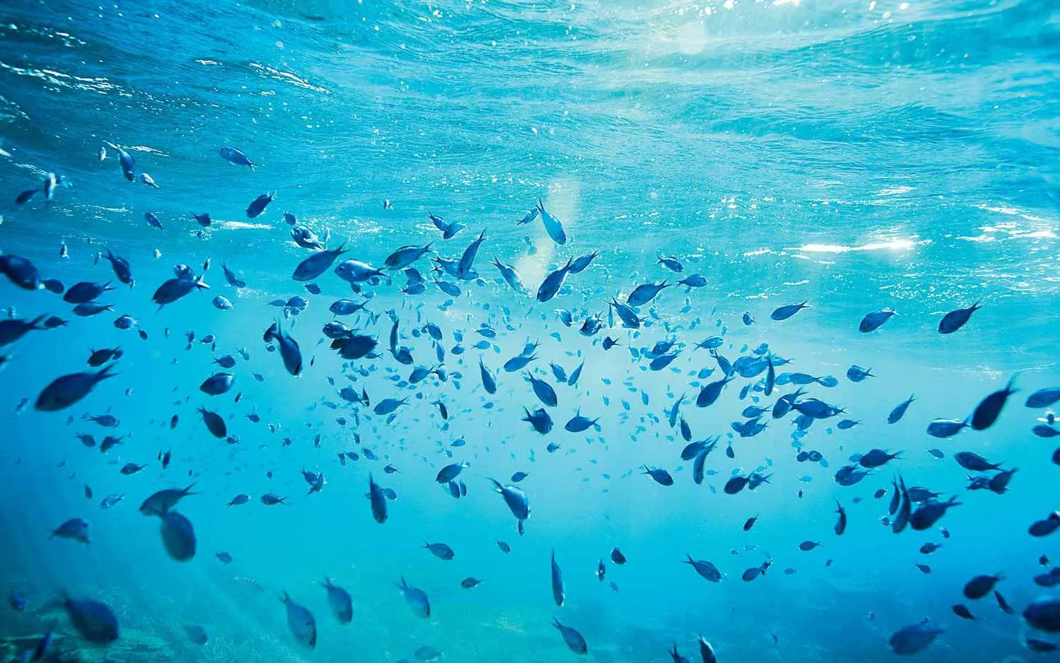 How to Visit the Great Barrier Reef — and Help Preserve It While You're There