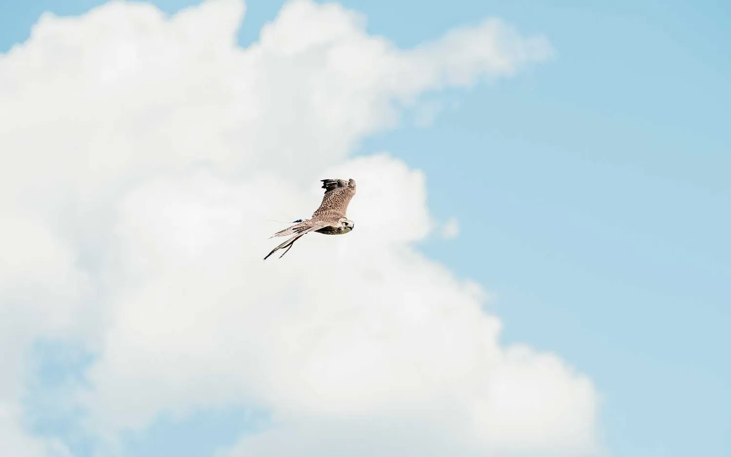 Discover the Thrill of Falconry at The Broadmoor in Colorado Springs