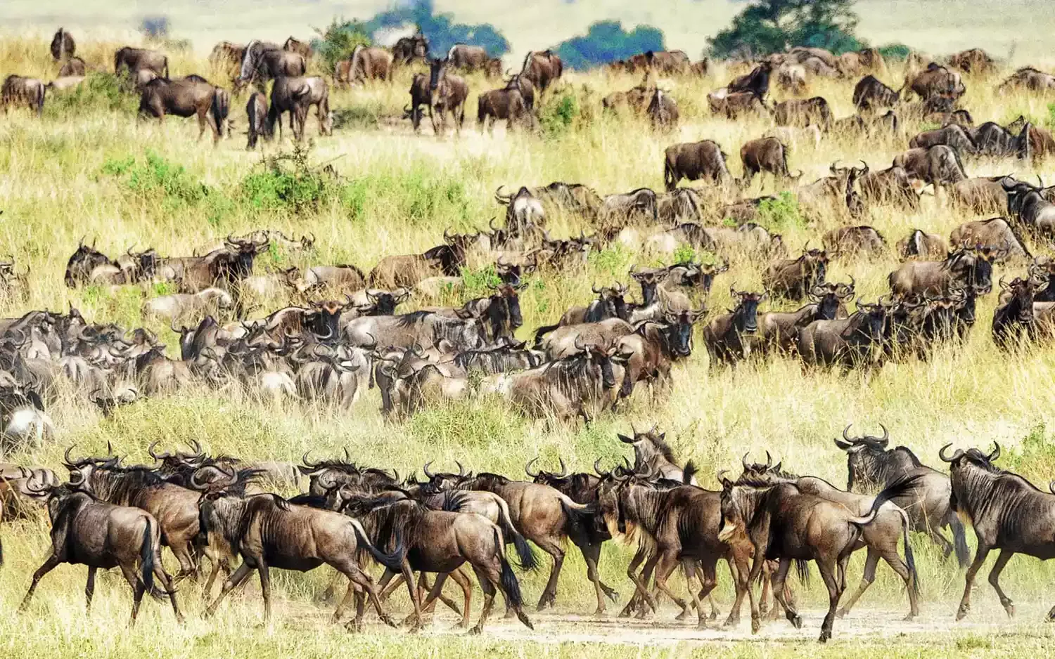 How to See the Great Wildebeest Migration