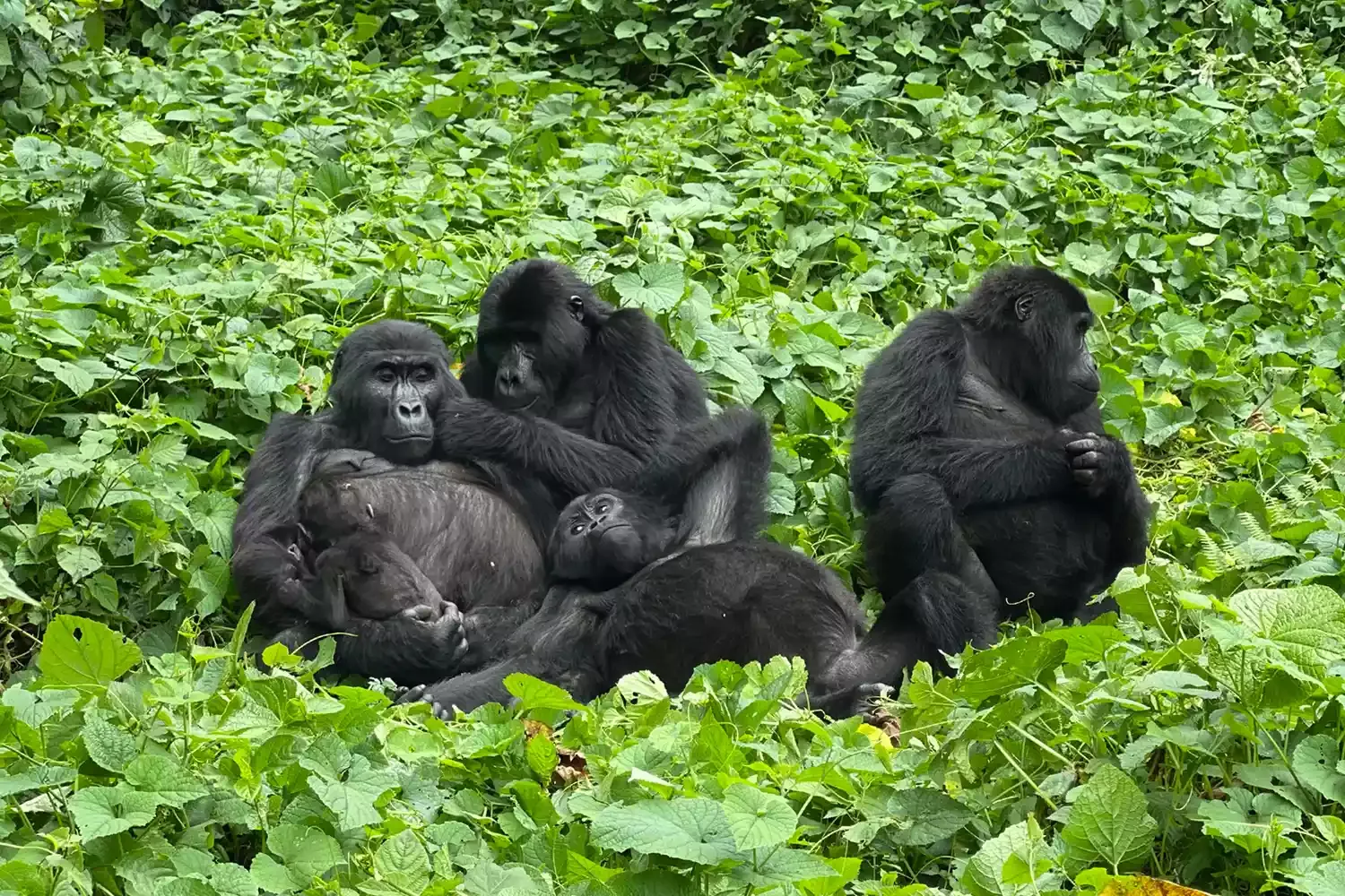 Volcanoes Safaris Was the First to Bring International Travelers to Rwanda’s Gorillas — Here’s Why It’s Still the Best