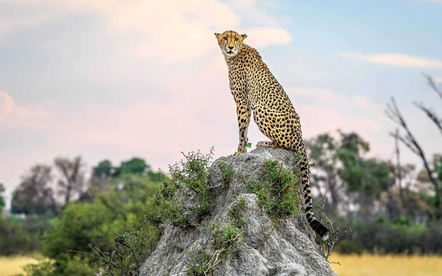 Our Readers' Favorite 10 Safari Outfitters in 2019