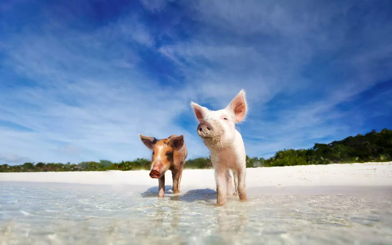 10 Islands Filled With Adorable Animals You Can Visit