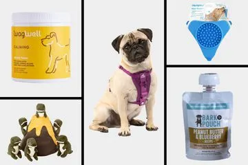The 12 Best Calming Dog Products for Travel of 2024