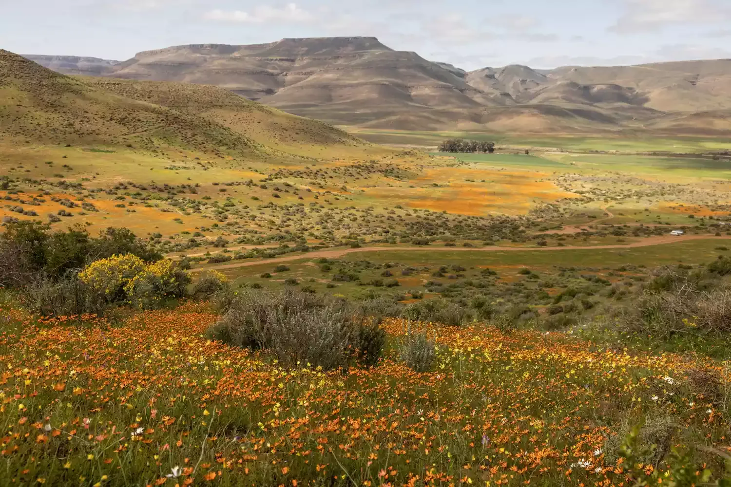 South Africa's Super Bloom Has the Best Wildflower Views in the Country