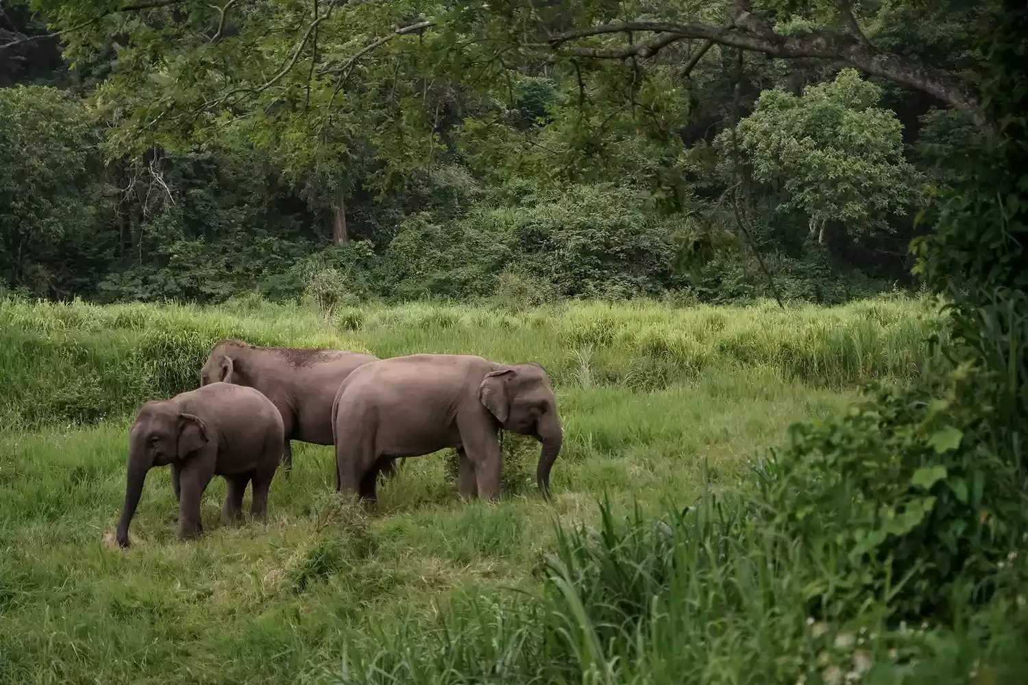 Thailand's Famed Elephant Tourism Is Controversial — Here's How to Pick an Ethical Sanctuary
