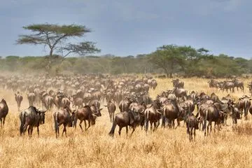 This Solo Travel Company Is Back With 17 New Trips — From Tanzania's Wildebeest Migration to a Northern Lights Tour of Iceland