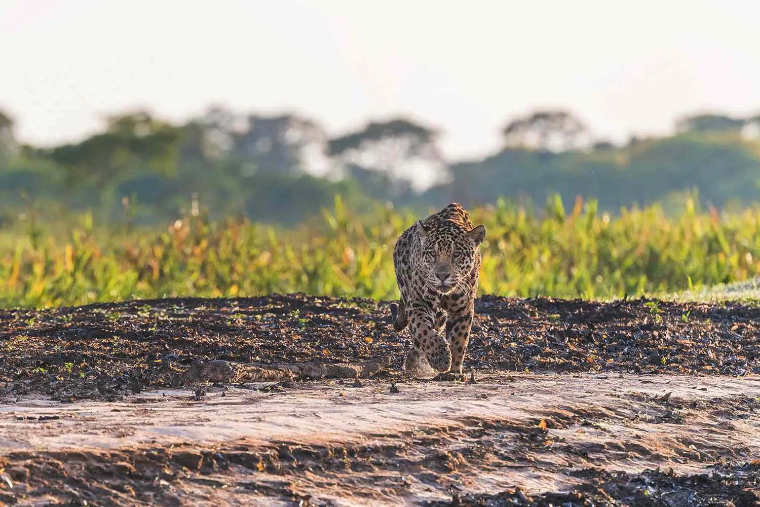 9 Under-the-radar Safari Experiences Travel Experts Recommend for the Trip of a Lifetime