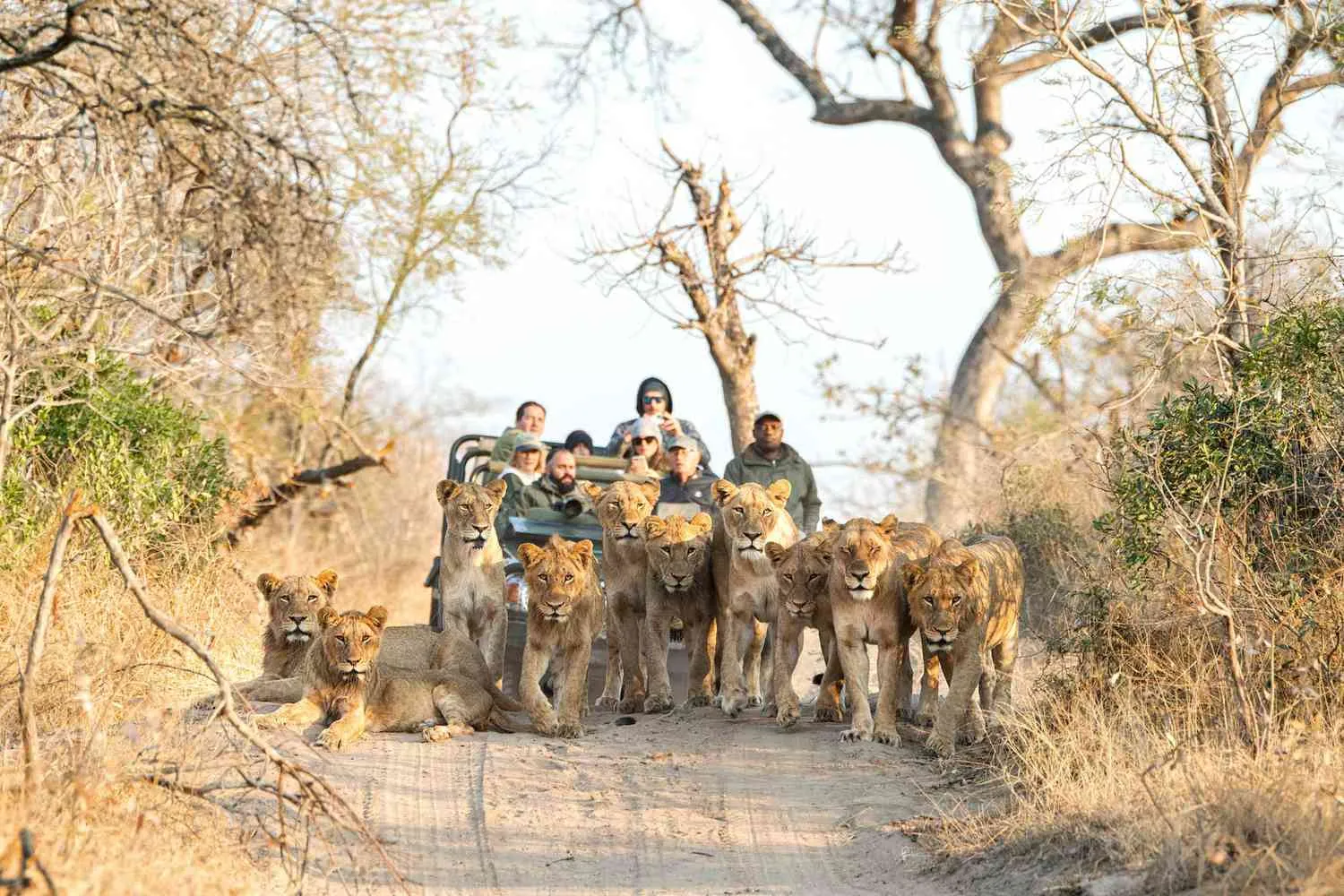 10 Mistakes to Avoid on a Safari, According to Experts