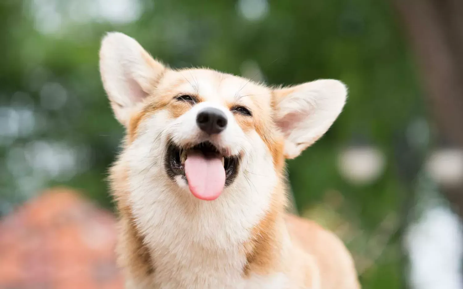 The 200 Most Popular Dog Names