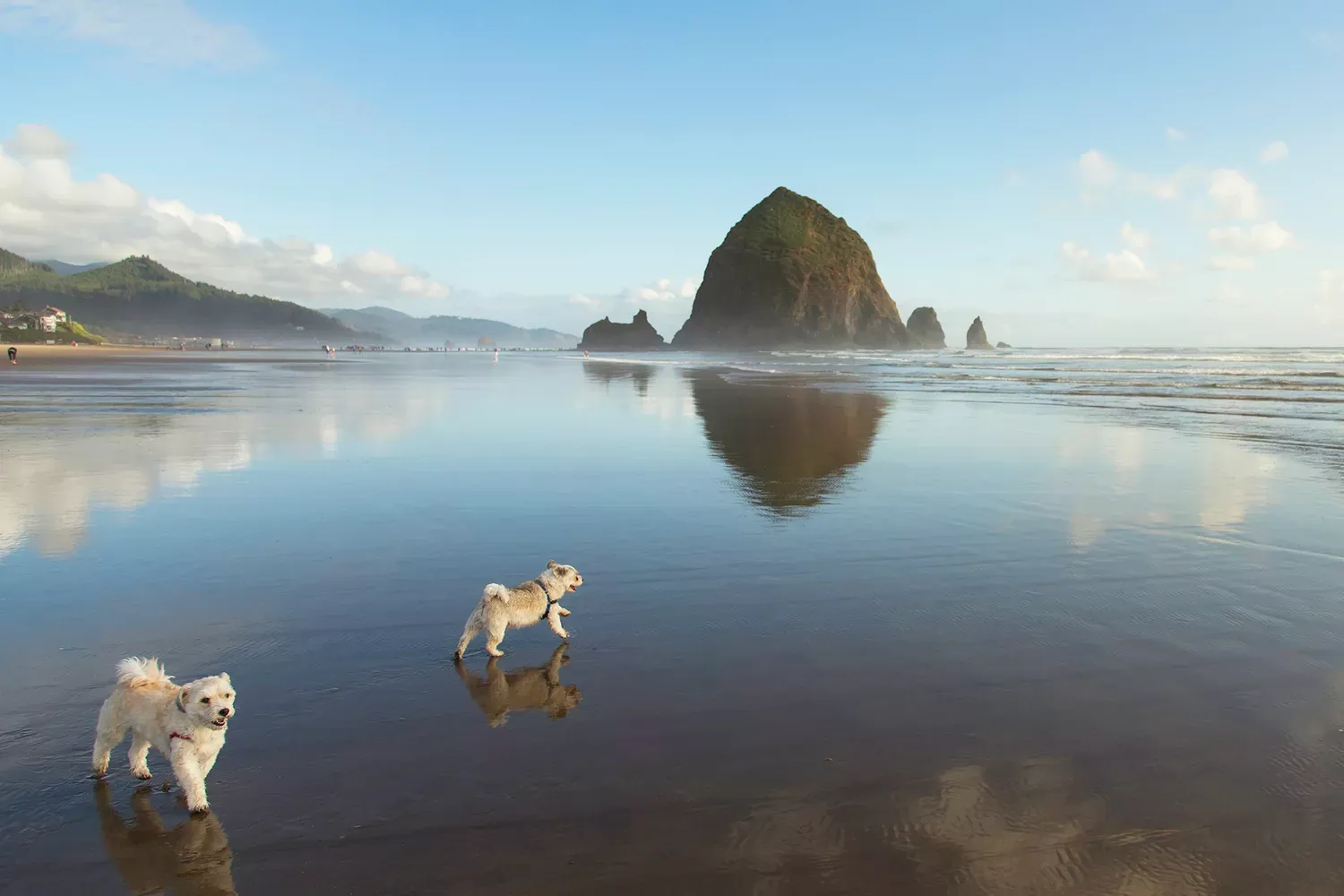 10 Best Dog-friendly Beaches in the U.S.