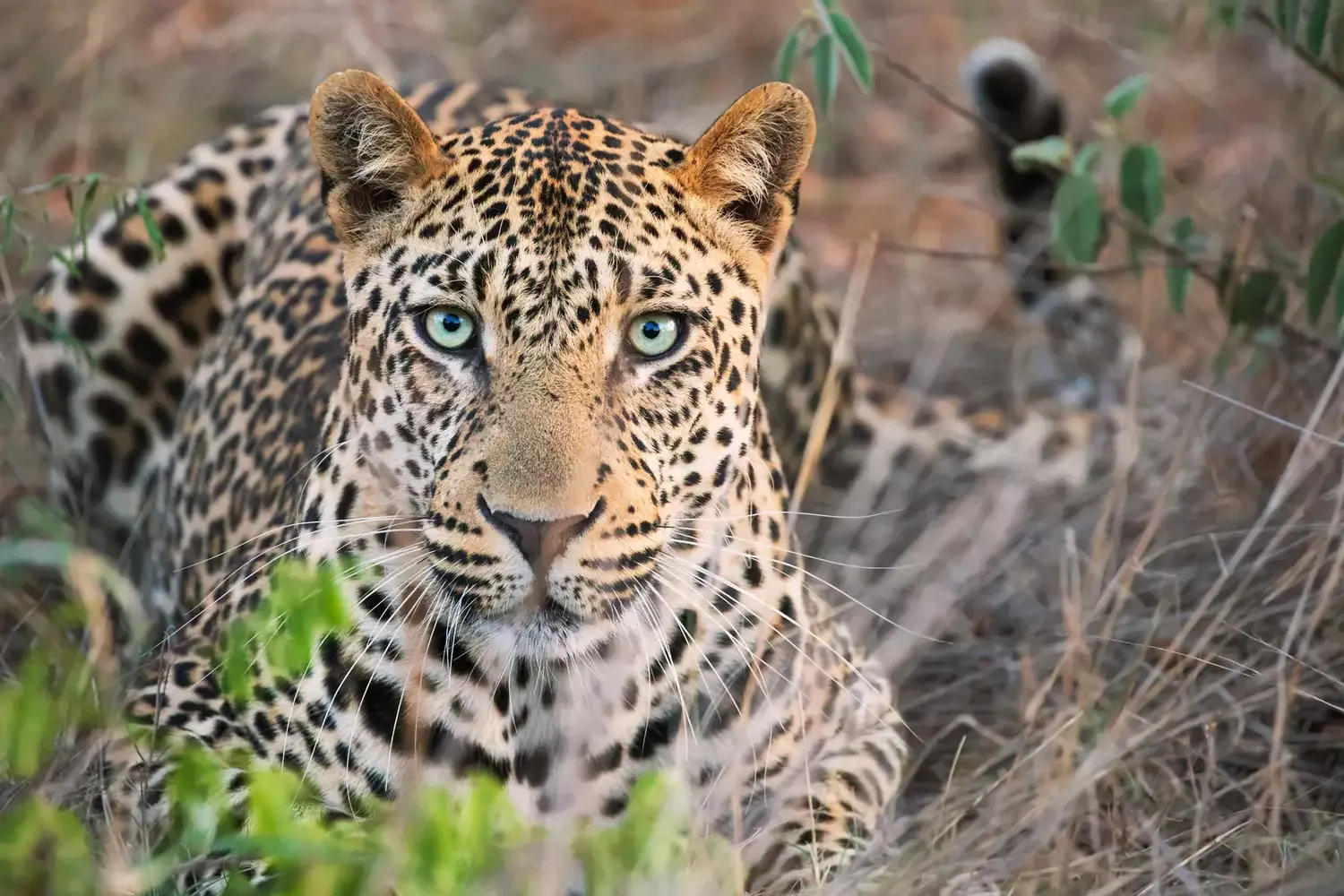This Wilderness Course in South Africa Teaches Real Ranger Skills — Like How to Safely, Respectfully Track Leopards