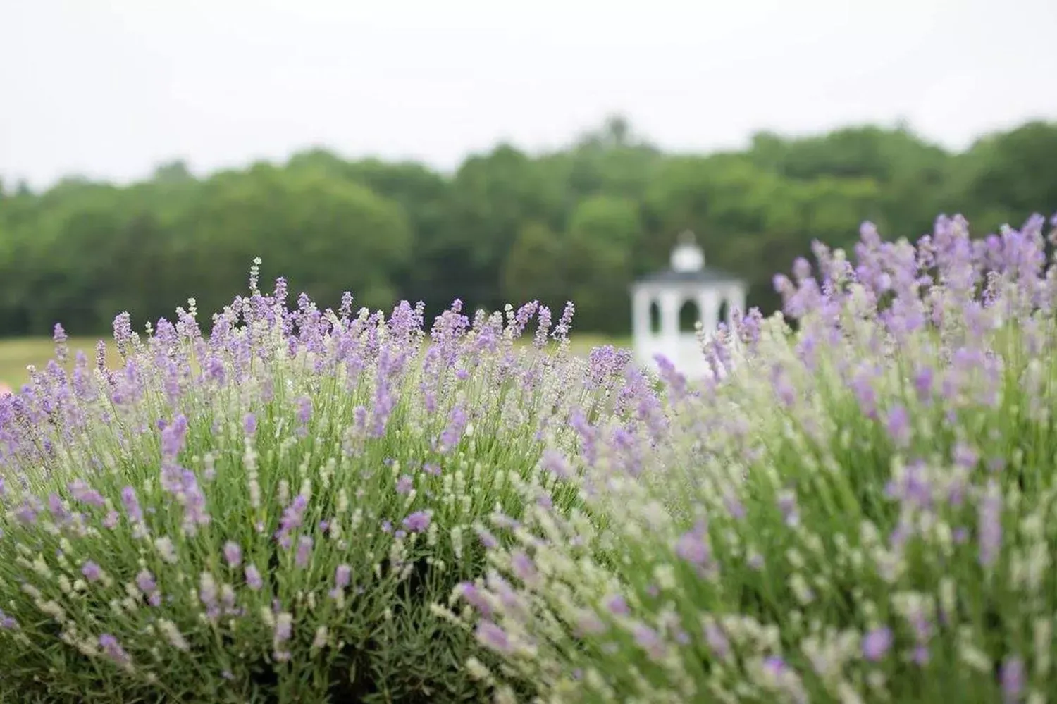 I Glamped in the Middle of a Lavender Field in Virginia — Here's Why You Should, Too