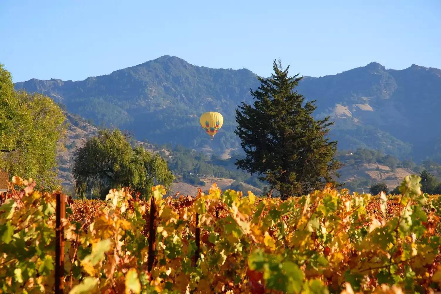 22 Best Things to Do in Napa Valley — Mud Baths and Exceptional Wine Tastings Included