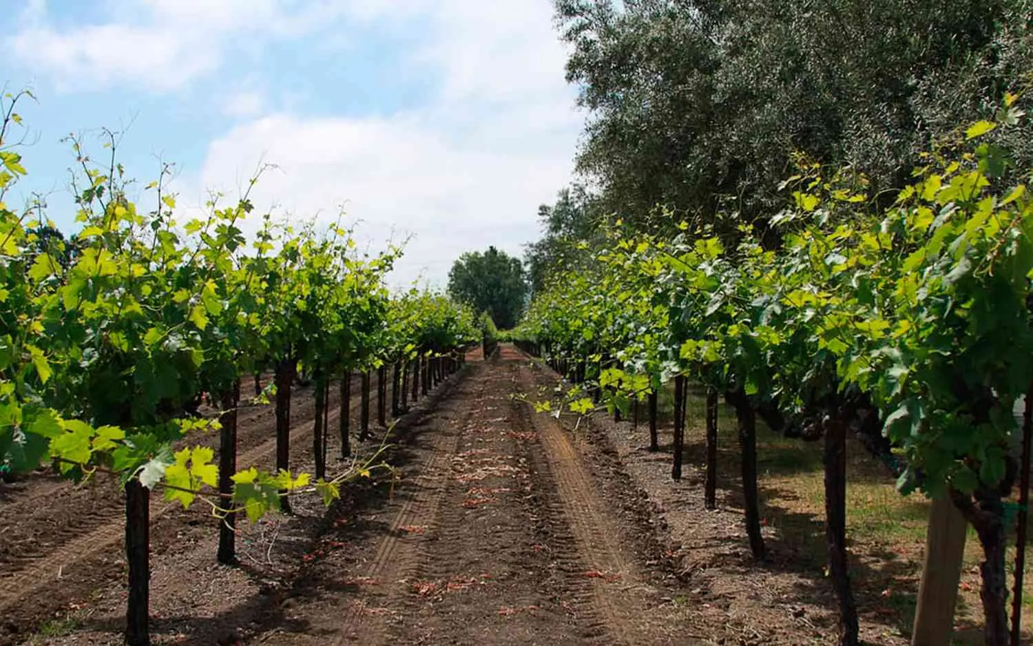 The Top Vineyards All Around the U.S.