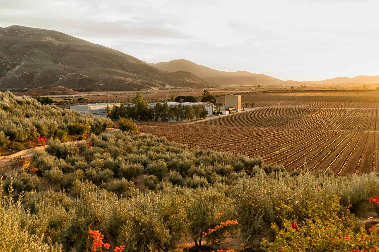 Mexico's 'Napa Valley' Has More Than 100 Wineries, Tuscan-style Villas, and Beautiful Boutique Hotels — How to Visit