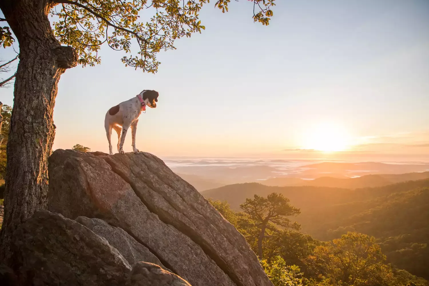 11 Most Pet-friendly National Parks in the U.S.