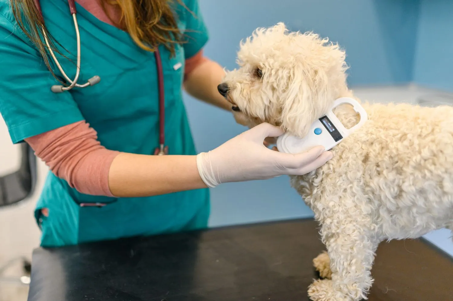 Traveling With Pets: Your Guide to Flying or Driving With a Furry Friend