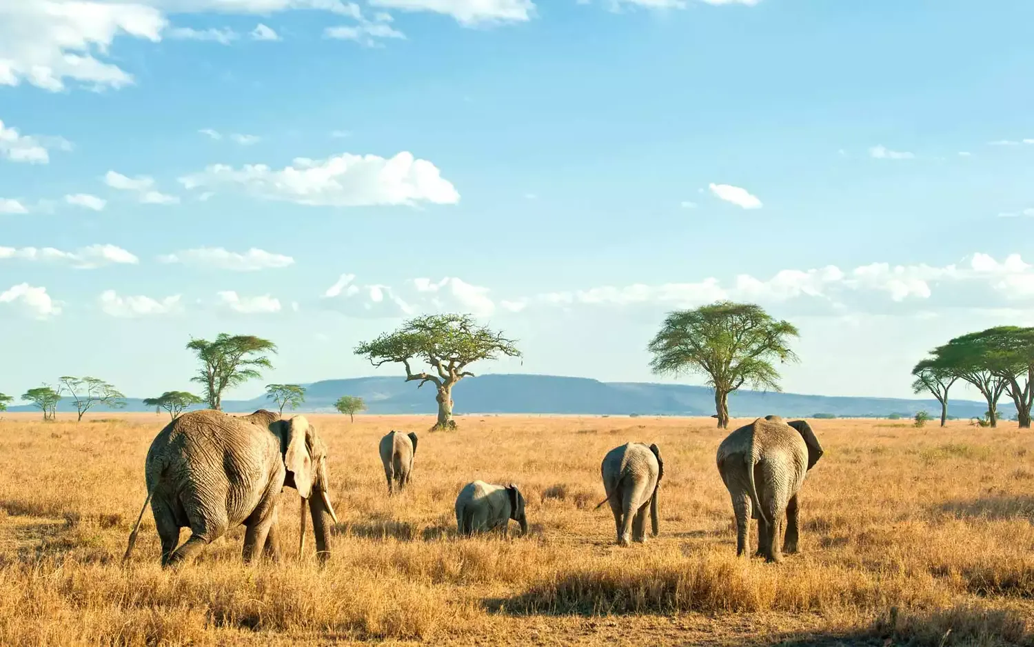 The Top 10 Safari Outfitters in 2018