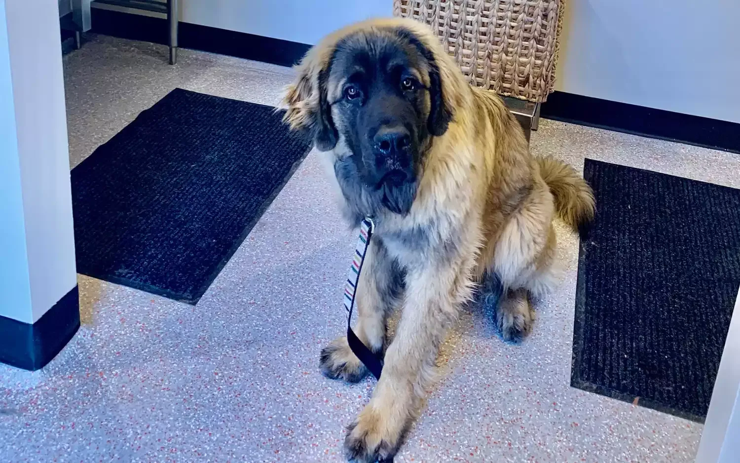 Everything at This New Utah Hotel Is Designed With Dogs in Mind — but Humans Are Welcome, Too (Video)