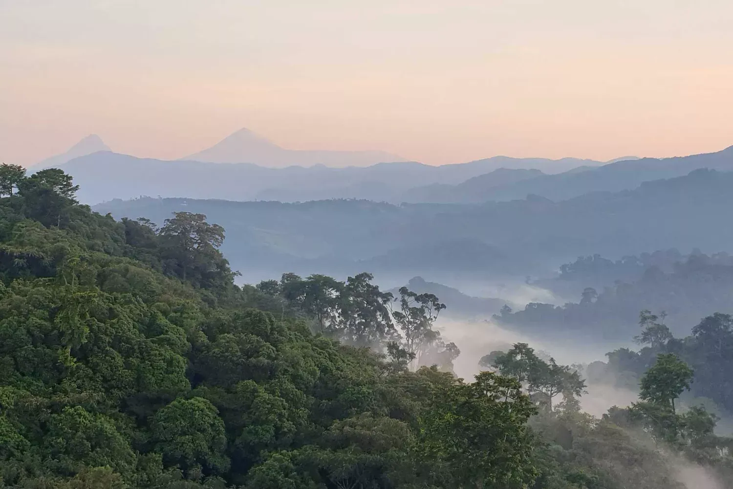 Rwanda Has a New Rain Forest Park With Golden Monkeys and Endemic Birds — Here's How to Visit Responsibly