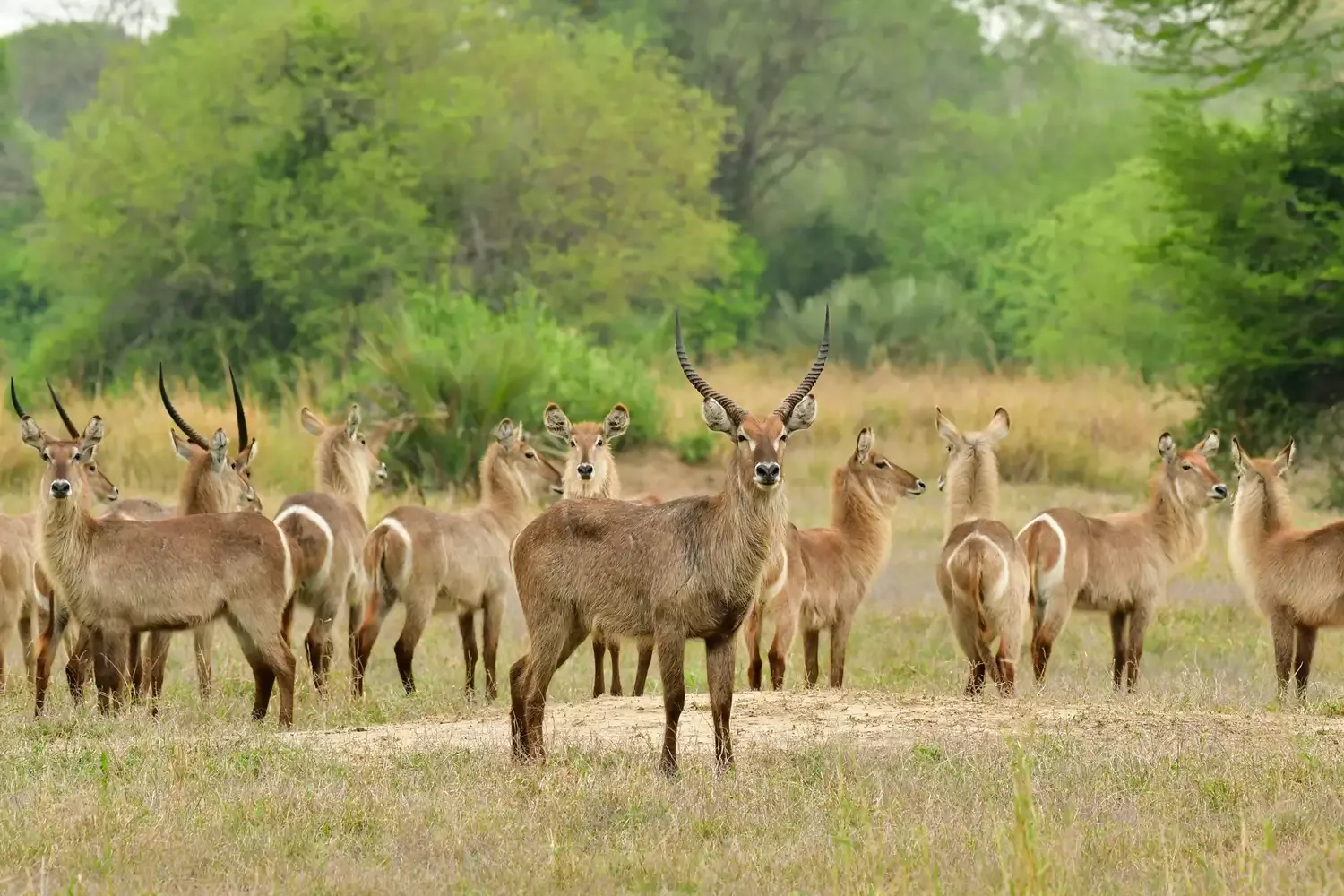 4 Tips for Planning a Positive-impact Safari, According to a Top Travel Advisor