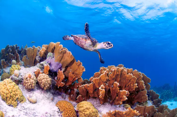 I’ve Scuba Dived All Across the Caribbean—but This Little-known Island Is My Favorite