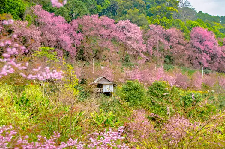 This Asian Country Is Secretly Known for Its Cherry Blossoms—and It's Nicknamed the 'Sakura of the Tropics'
