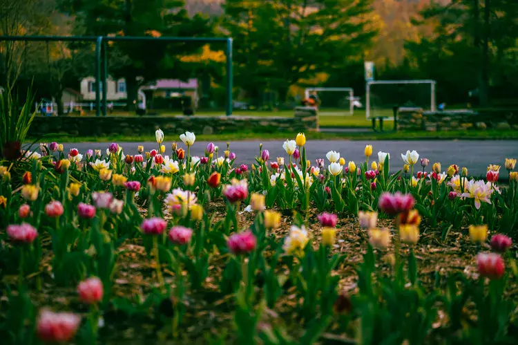 This North Carolina Park Now Blooms With 10,000 Tulips From the Netherlands—What to Know